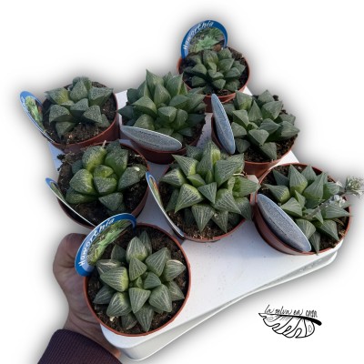 Haworthia turgida hibrido 2 MEDIUM 2