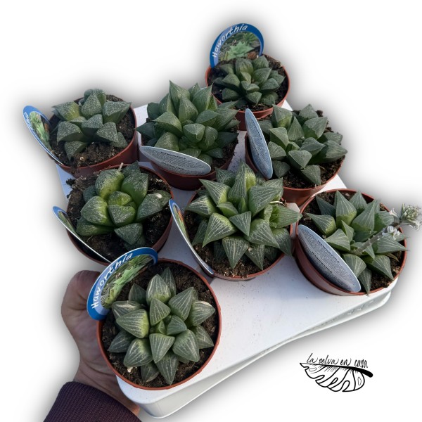 Haworthia turgida hibrido 2 MEDIUM