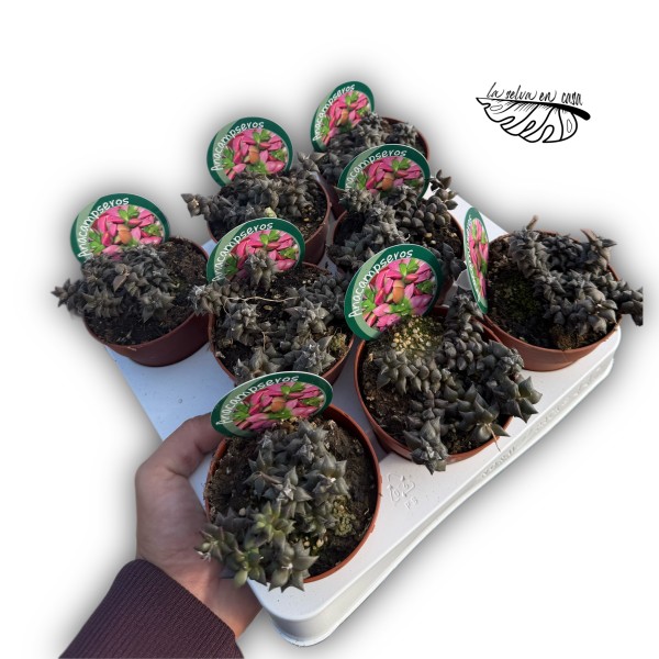Anacampseros rufescens MEDIUM