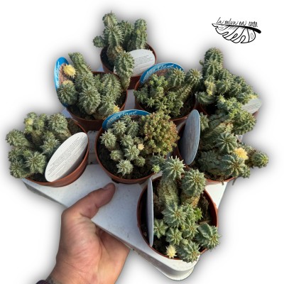 Euphorbia mammillaris mutación MEDIUM