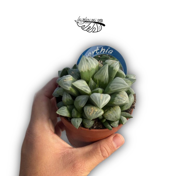 Haworthia turgida MEDIUM