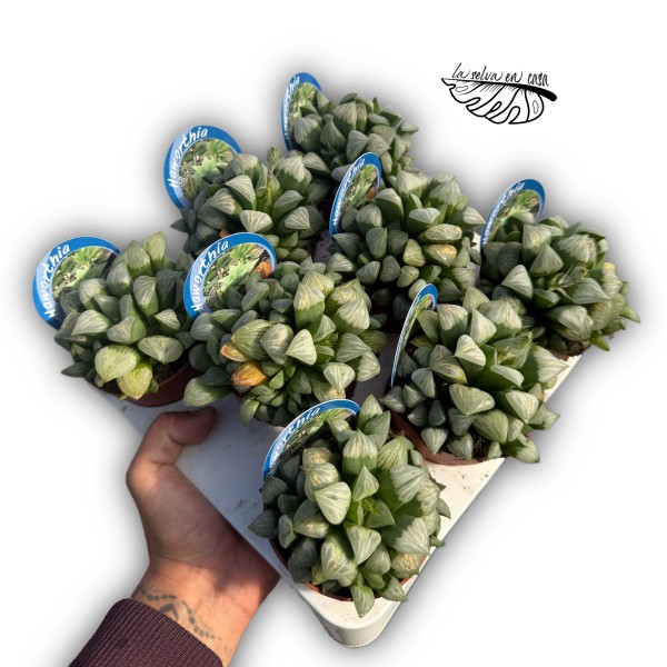 Haworthia turgida MEDIUM