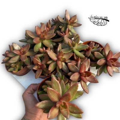 Sedum adolphii MEDIUM
