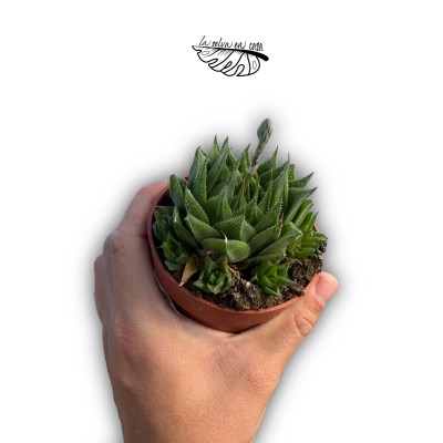 Haworthia hibrido 1 MEDIUM