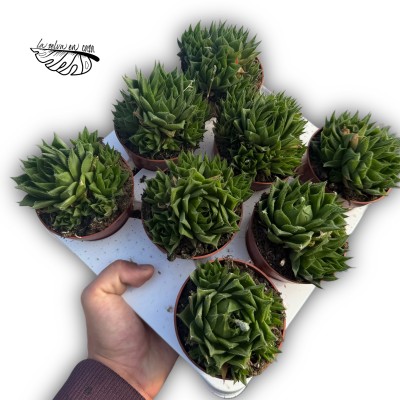 Haworthia hibrido 1 MEDIUM 2