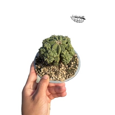 Aztekium ritteri MEDIUM