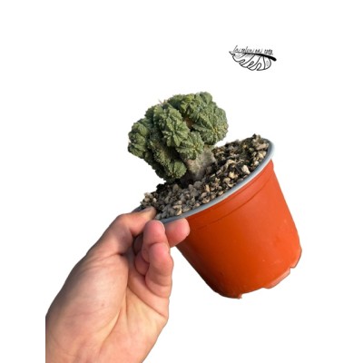 Aztekium ritteri MEDIUM 2