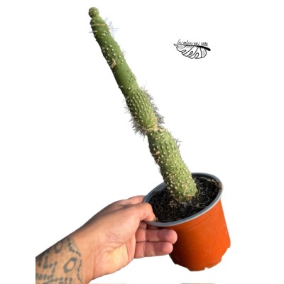 Trichocereus spachianus f. monstrosa MEDIUM