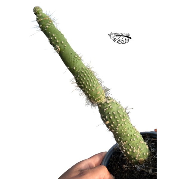 Trichocereus spachianus f. monstrosa MEDIUM