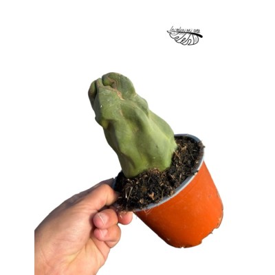 Lophocereus schottii f. monstrosa MEDIUM 2