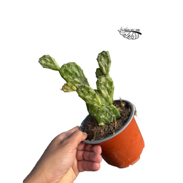 Opuntia variegata MEDIUM