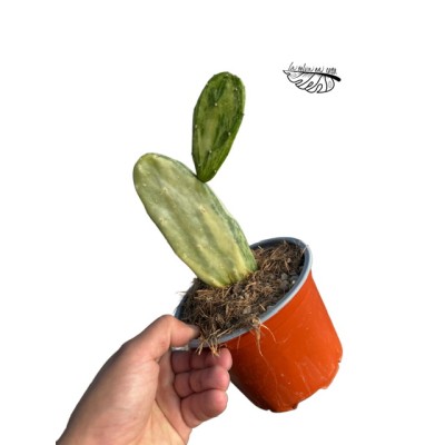 Opuntia variegata MEDIUM 2