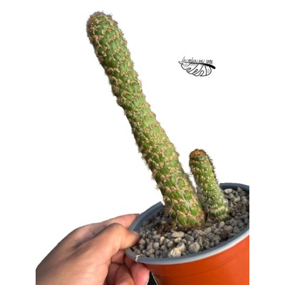 Cleistocactus jujuyensis f. monstrosa MEDIUM