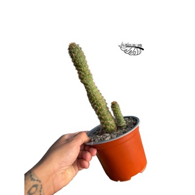 Cleistocactus jujuyensis f. monstrosa MEDIUM 2