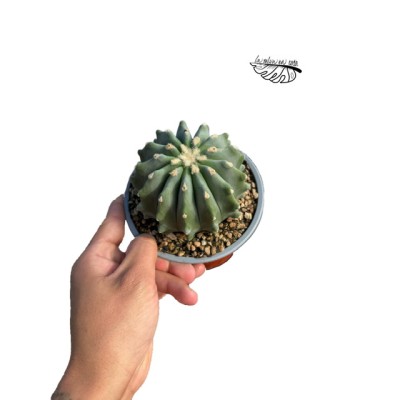 Derocactus glaucensis f. inermis LARGE