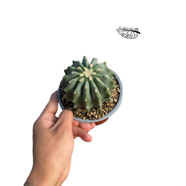Derocactus glaucensis f. inermis LARGE