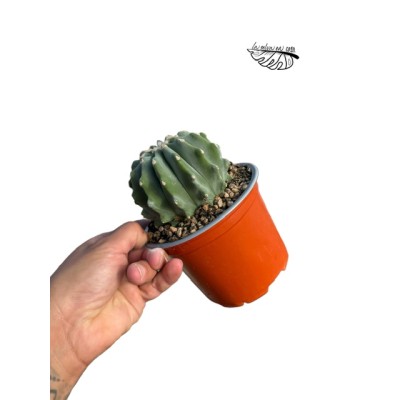 Derocactus glaucensis f. inermis LARGE 2