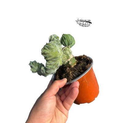 INJERTO Myrtillocactus geometrizans f. cristata LARGE