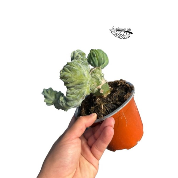 INJERTO Myrtillocactus geometrizans f. cristata LARGE