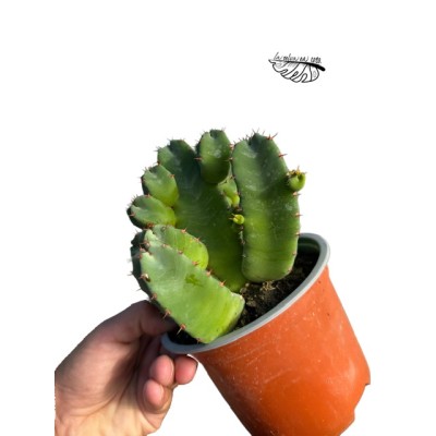 Euphorbia resinifera LARGE