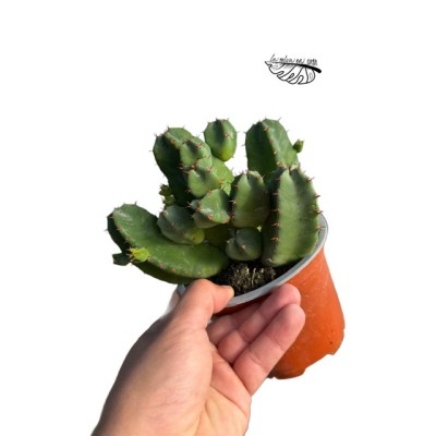 Euphorbia resinifera LARGE 2