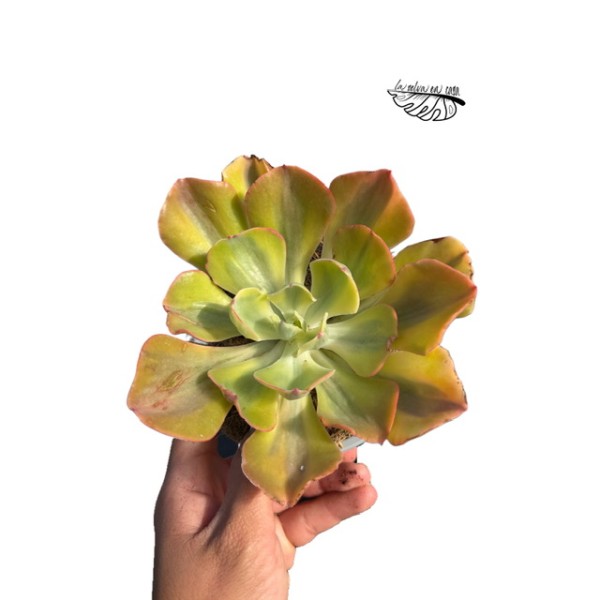 Echeveria Enfant Variegata LARGE