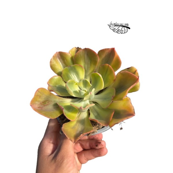 Echeveria Enfant Variegata LARGE