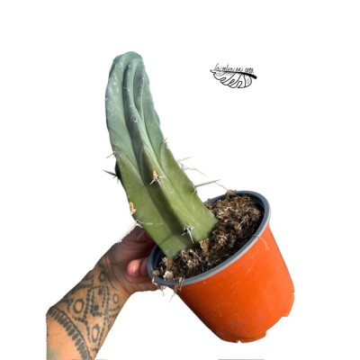 INJERTO Myrtillocactus geometrizans f. cristata LARGE