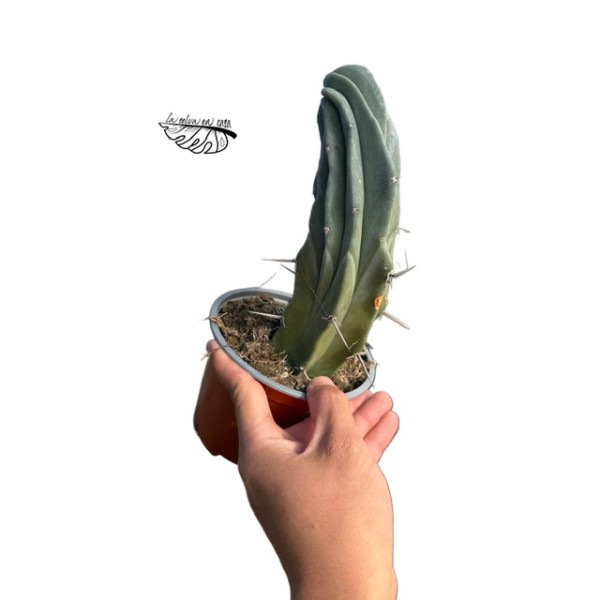 INJERTO Myrtillocactus geometrizans f. cristata LARGE