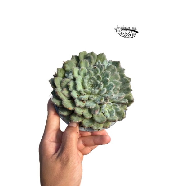 Echeveria ‘Tarantula’ LARGE