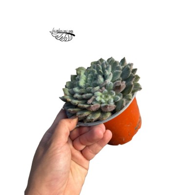 Echeveria ‘Tarantula’ LARGE 2