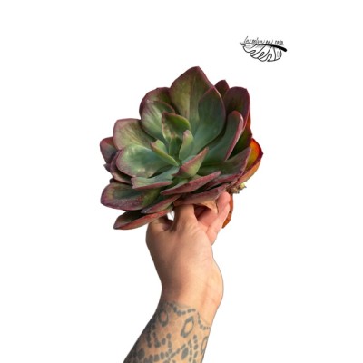 Echeveria ‘Goiabinha’ LARGE 2