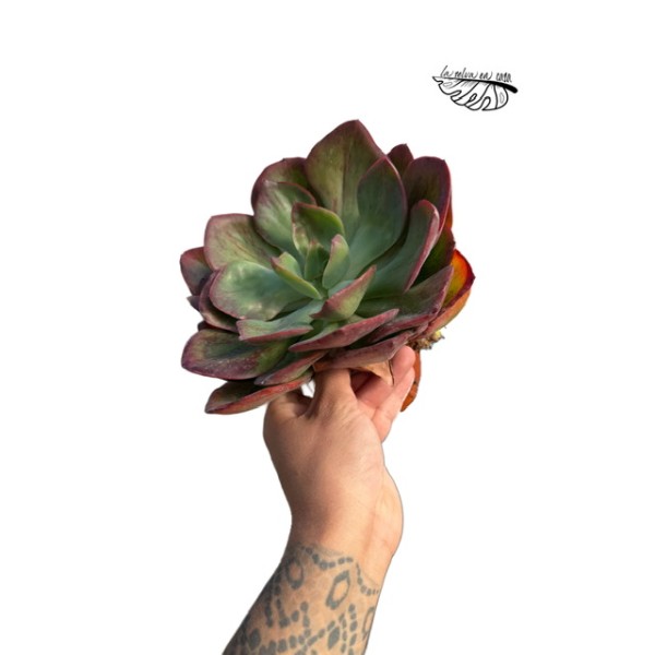 Echeveria ‘Goiabinha’ LARGE