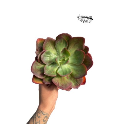 Echeveria ‘Goiabinha’ LARGE
