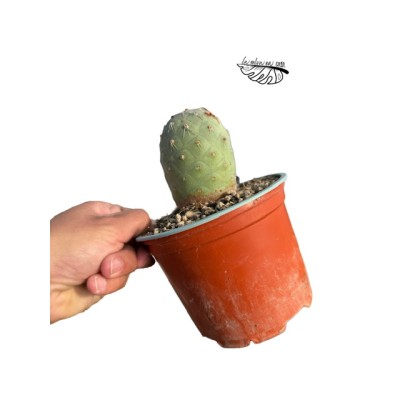 Tephrocactus geometricus 1 BOLA MEDIUM