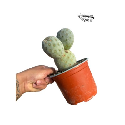 Tephrocactus geometricus 2