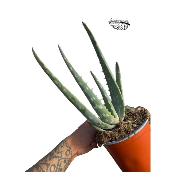 Echeveria ‘Goiabinha’ LARGE