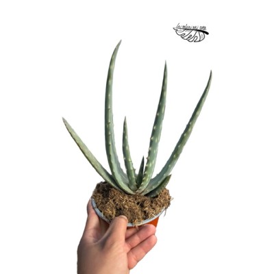 Echeveria ‘Goiabinha’ LARGE 2