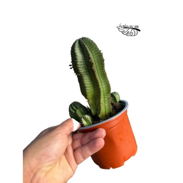 Euphorbia anoplia LARGE