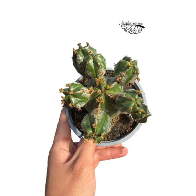 Euphorbia officinarum LARGE