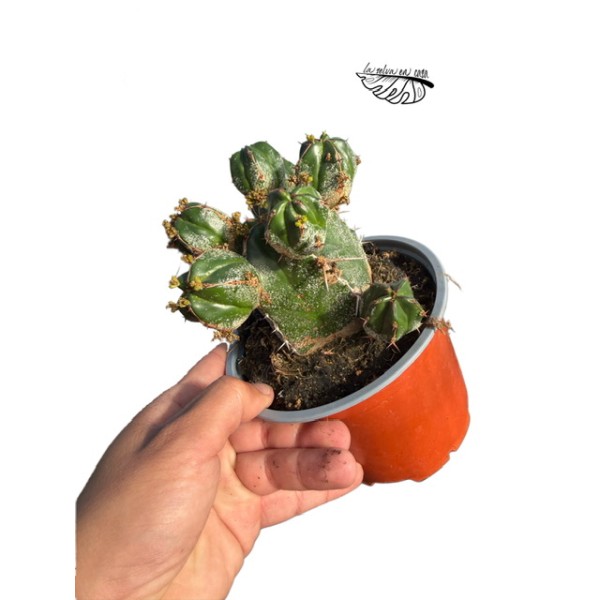 Euphorbia officinarum LARGE