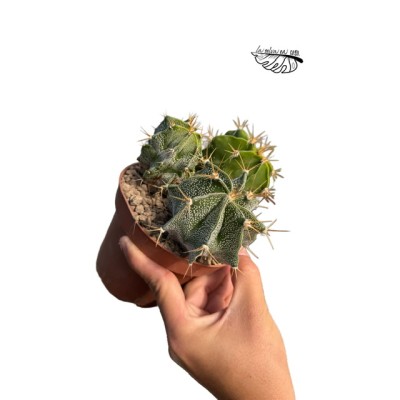 Astrophytum ornatum LARGE