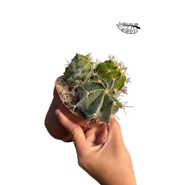 Astrophytum ornatum LARGE