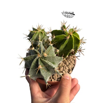 Astrophytum ornatum LARGE 2