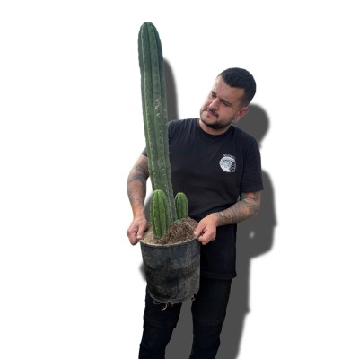 Trichocereus macrogonus  San Pedro XXLARGE