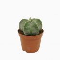 Astrophytum myriostigma 2