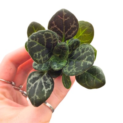 Primulina Yungfuensis MINI