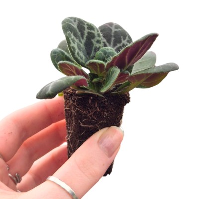 Primulina Yungfuensis MINI 2