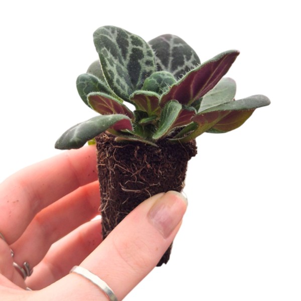 Primulina Yungfuensis MINI