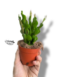 Epiphyllum anguliger 2